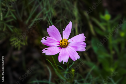 Purple Cosmos Flower with Holes on Petal