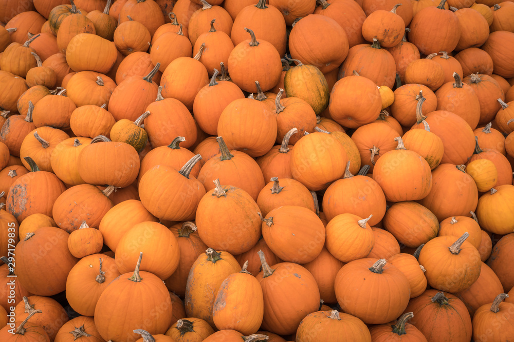 Heap of many orange pumpkins at pumpkin farm