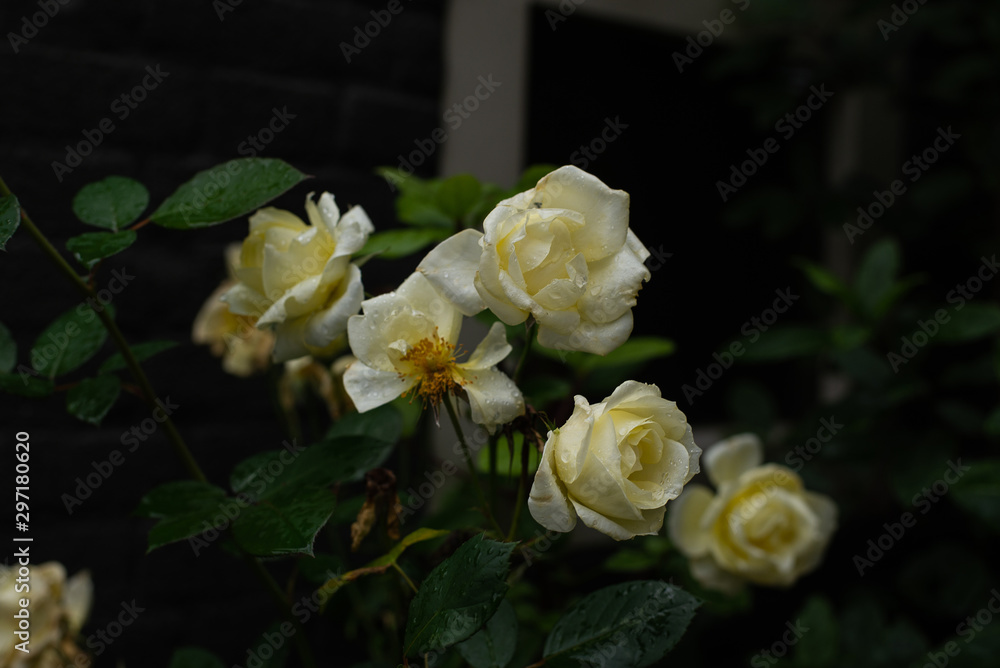 Tea white roses on a stone background, roses in the garden, roses in the street (horizontally, close up, dark) Tea white roses on a stone background, roses in the garden, roses in the street (horizontally, close up, dark)
