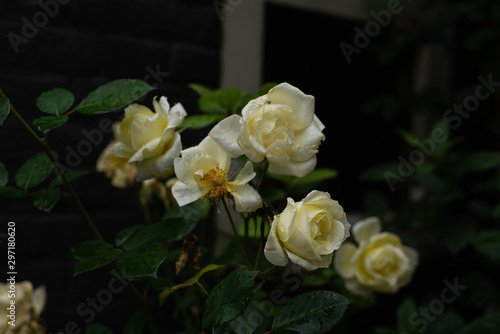 Tea white roses on a stone background  roses in the garden  roses in the street  horizontally  close up  dark 