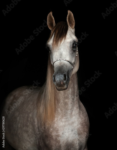 grey arabian young stallion portrait isolated on black background