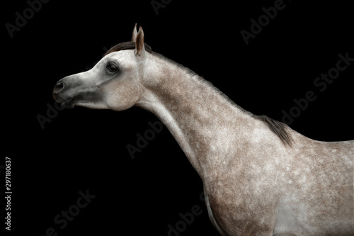 grey arabian young stallion portrait isolated on black background © Olga Itina