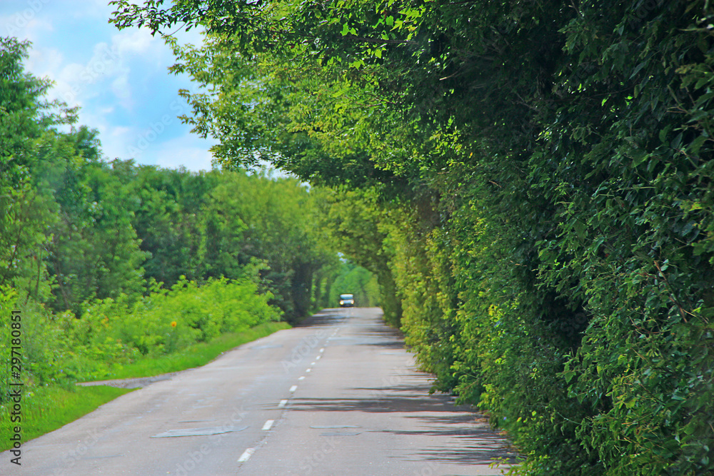 Obraz premium Asphalt road and green roadsides with bushes. Empty highway