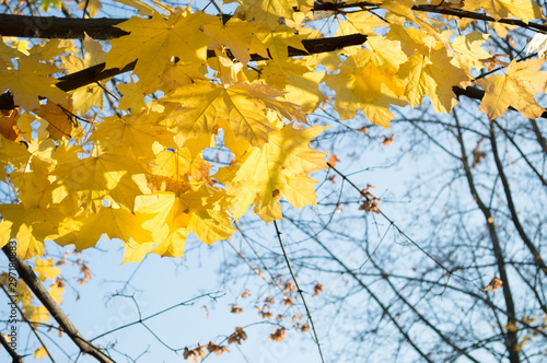 Fototapeta Naklejka Na Ścianę i Meble -  Bright yellow maple leaves  in the sunlight, against the blue sky