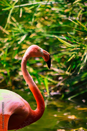 PINK FLAMINGO IN POND ON GREEN HERBS FUND