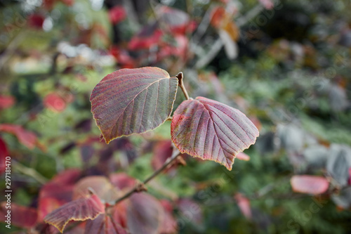 Vibrant  purple Autumn leaves in the woods.