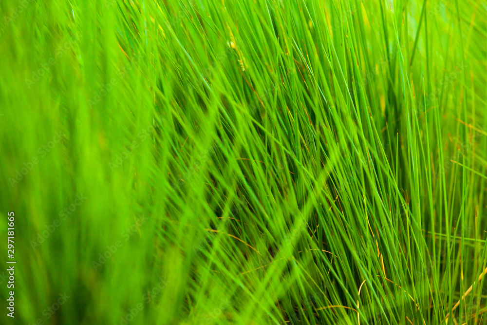 Beautiful summer green plant background texture Beautiful summer green plant background texture
