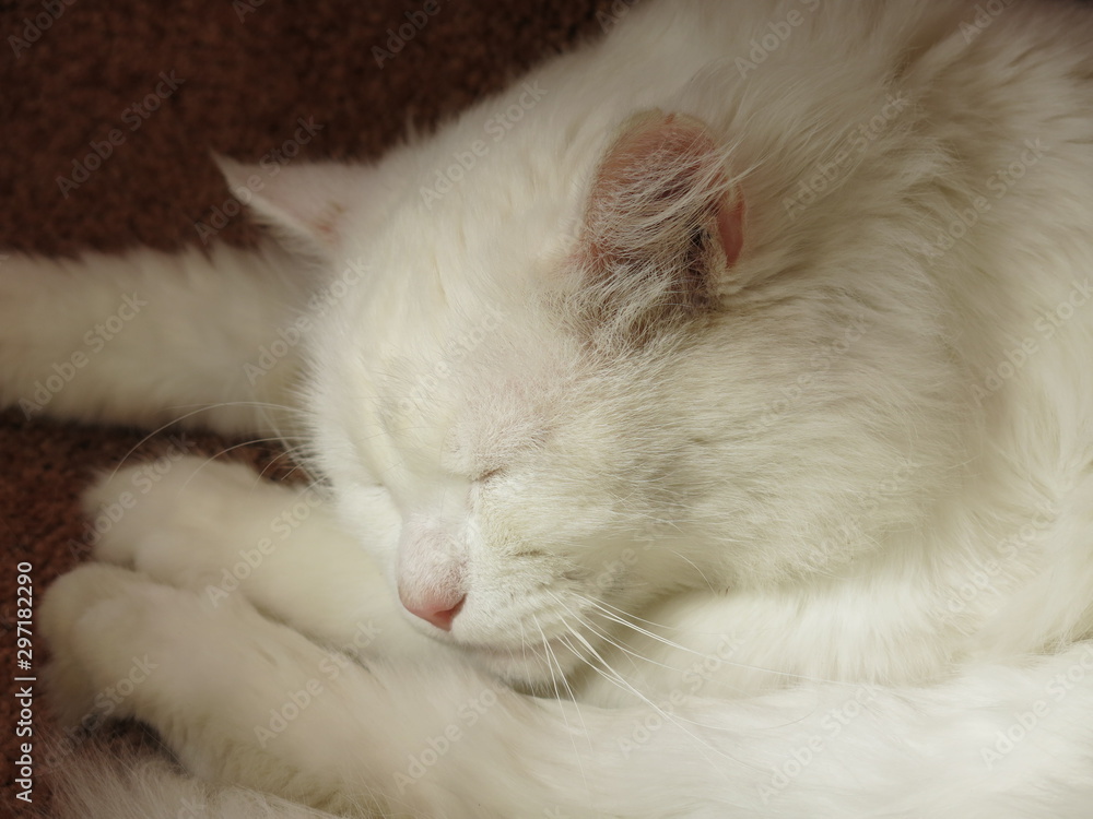 white cat is resting white cat is resting