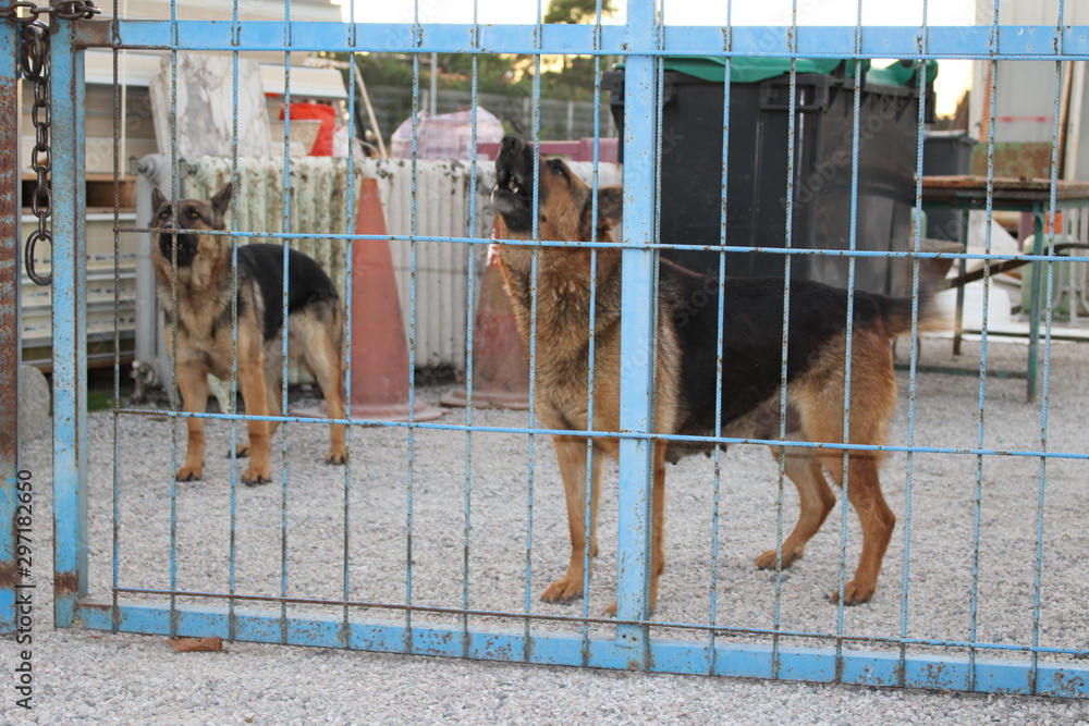 chiens de garde Stock Photo | Adobe Stock
