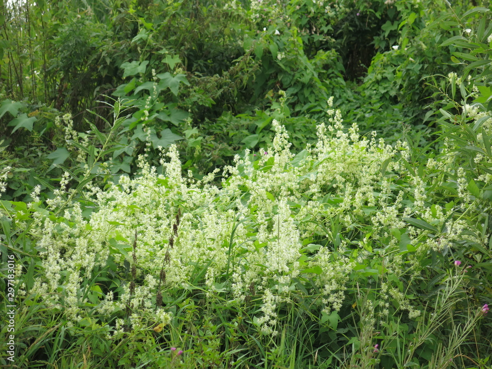 Fototapeta premium blooms fragrant hops