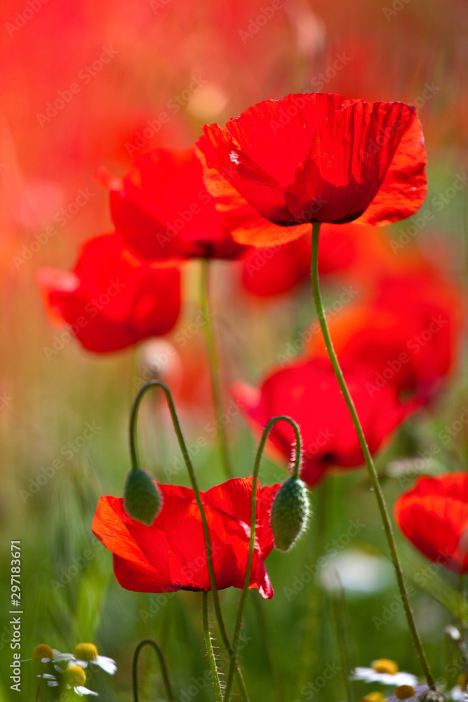 Naklejka premium Coquelicots, fleurs de printemps et campagne