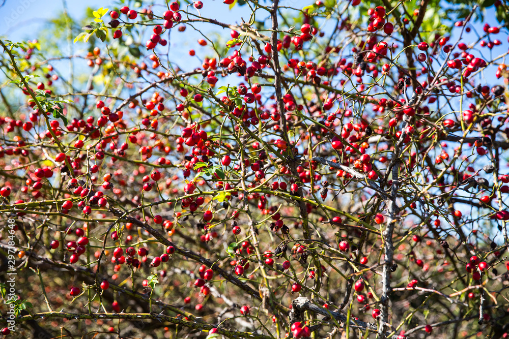 Dog rose red fruits (Rosa canina, Briar). Wild ripe rosehips on bush in nature