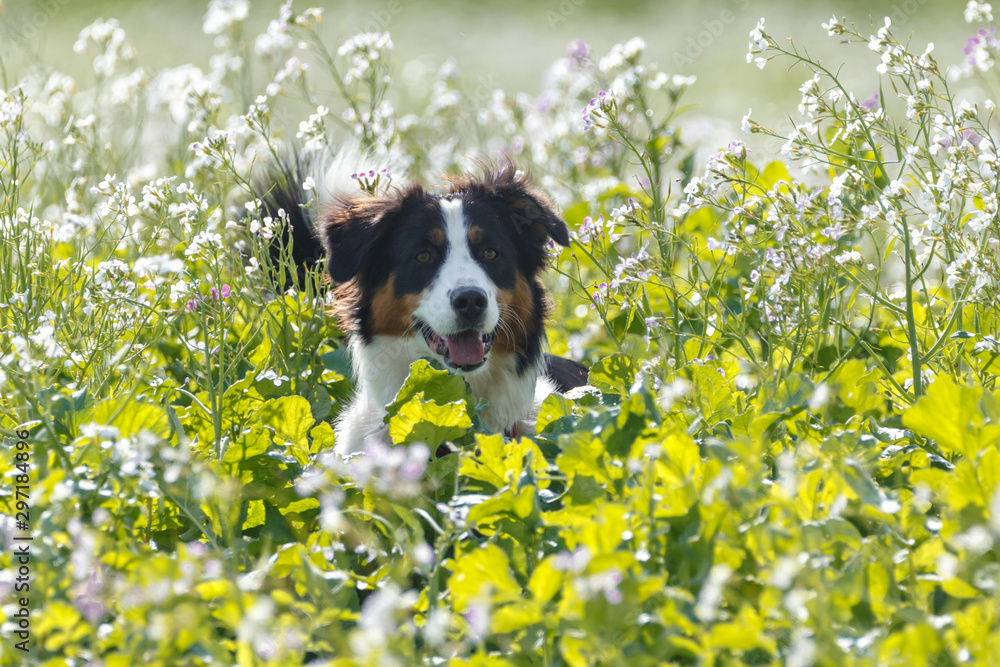 Hund springt  im Blumenfeld