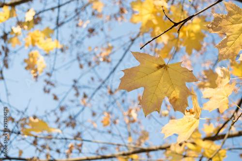 Bright yellow maple leaves  in the sunlight, against the blue sky