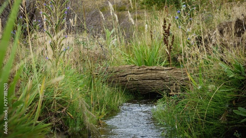 Natural stream surrounded by dense and wild vegetation. A trunk crosses the water. This ecosystem is typical of the Patagonian mountain range.