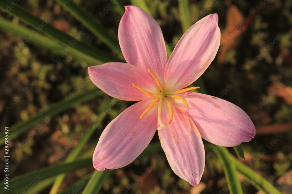 pink flower in garden pink flower in garden