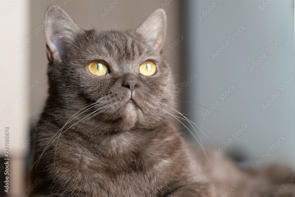 Beautiful british cat looks up thoughtfully