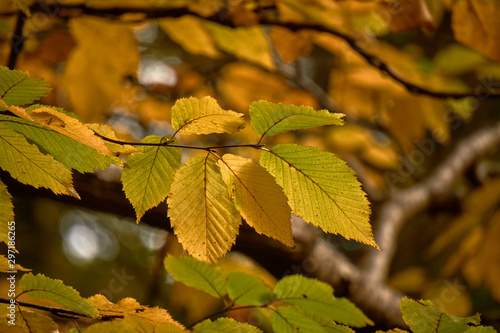 Close-up of leaves changing coloration in autumn from green to golden
