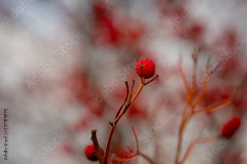 A hawthorn - Crataegus - shrubs in late autumn. Red berries, yellow leaves, brown twigs and branches. Colors of the fall season. Thanksgiving theme decor or background. photo