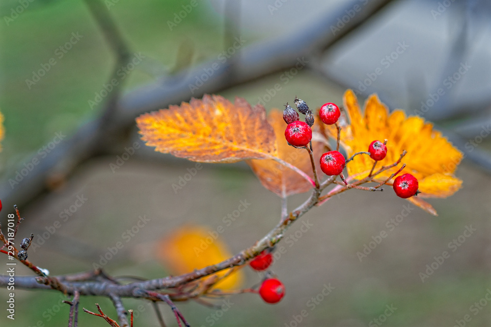 A hawthorn - Crataegus - shrubs in late autumn. Red berries, yellow leaves, brown twigs and branches. Colors of the fall season. Thanksgiving theme decor or background.