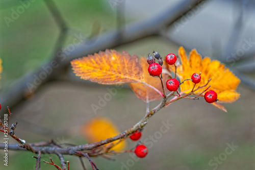 A hawthorn - Crataegus - shrubs in late autumn. Red berries, yellow leaves, brown twigs and branches. Colors of the fall season. Thanksgiving theme decor or background. photo