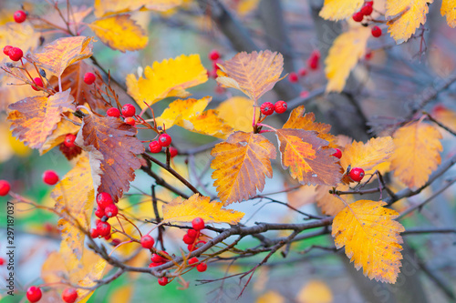 A hawthorn - Crataegus - shrubs in late autumn. Red berries, yellow leaves, brown twigs and branches. Colors of the fall season. Thanksgiving theme decor or background. photo