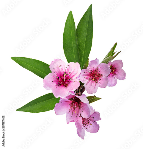 peach flowers isolated on white