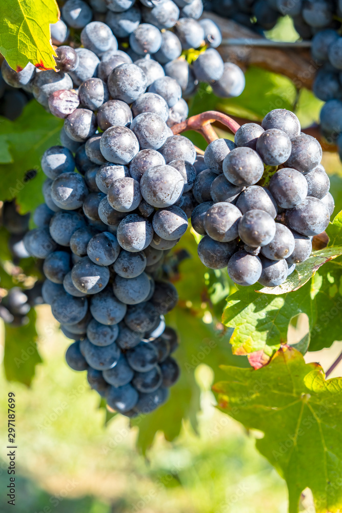 Close-up of Ripen Merlot Red Wine Grapes Ready for Harvesting