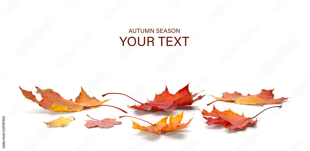 autumn season concept, maple leaf isolated on white background - obrazy, fototapety, plakaty 