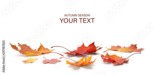 autumn season concept, maple leaf isolated on white background