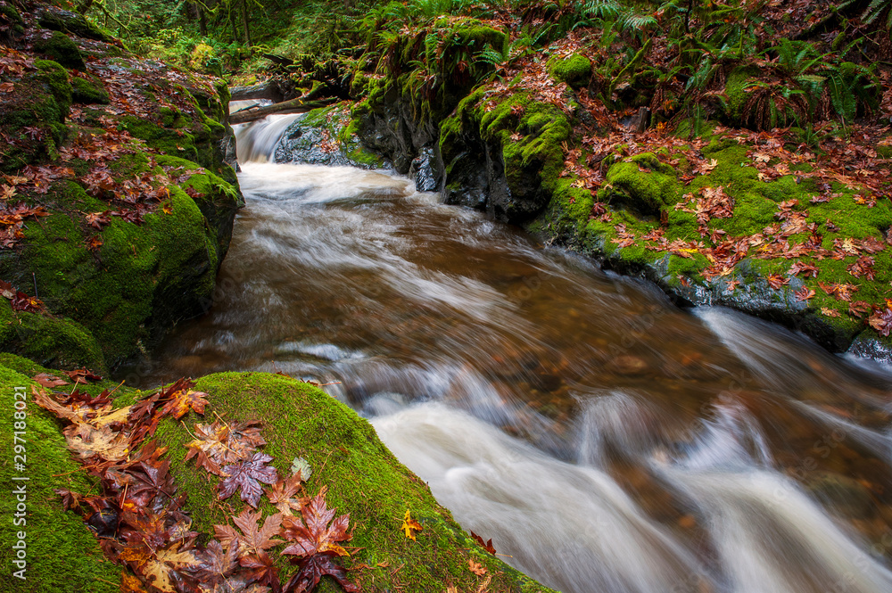 Rainforest Creek During the Autumnal Season. Red and yellow leaves dot the landscape along a creek in the Mt. Baker National Forest. The Rainforest Creek During the Autumnal Season. Red and yellow leaves dot the landscape along a creek in the Mt. Baker National Forest. The