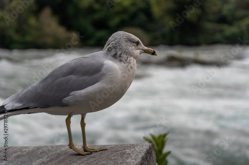 Bird on edge of water