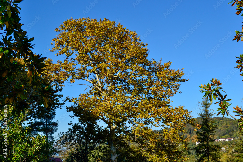yellow tree in autumn yellow tree in autumn