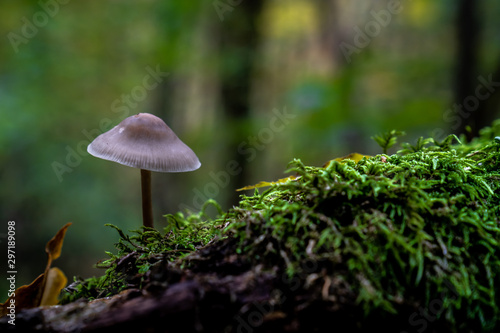 essbare Pilze im Wald