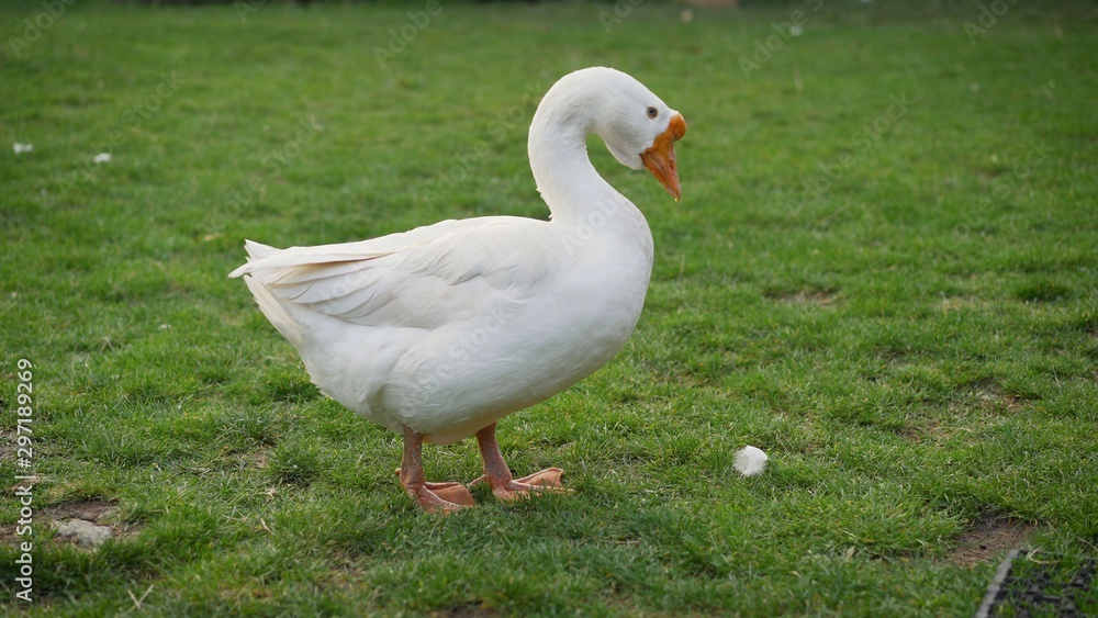 White goose on a green lawn. There is a lake in the distance. White goose on a green lawn. There is a lake in the distance.