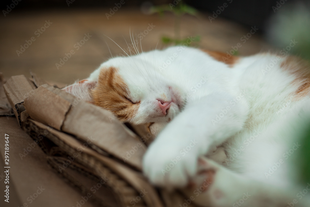 young ginger .cat sleeping on a pile of cardboard next to catnip young ginger .cat sleeping on a pile of cardboard next to catnip