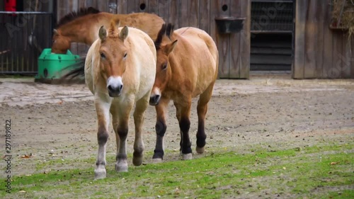 mongolian wild horse couple walking towards camera, Wild horses from the steppes of Asia, Endangered animal specie
