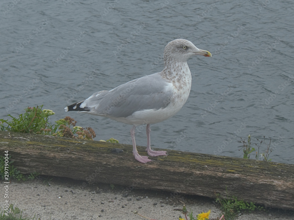 Obraz premium Jeune goéland debout .