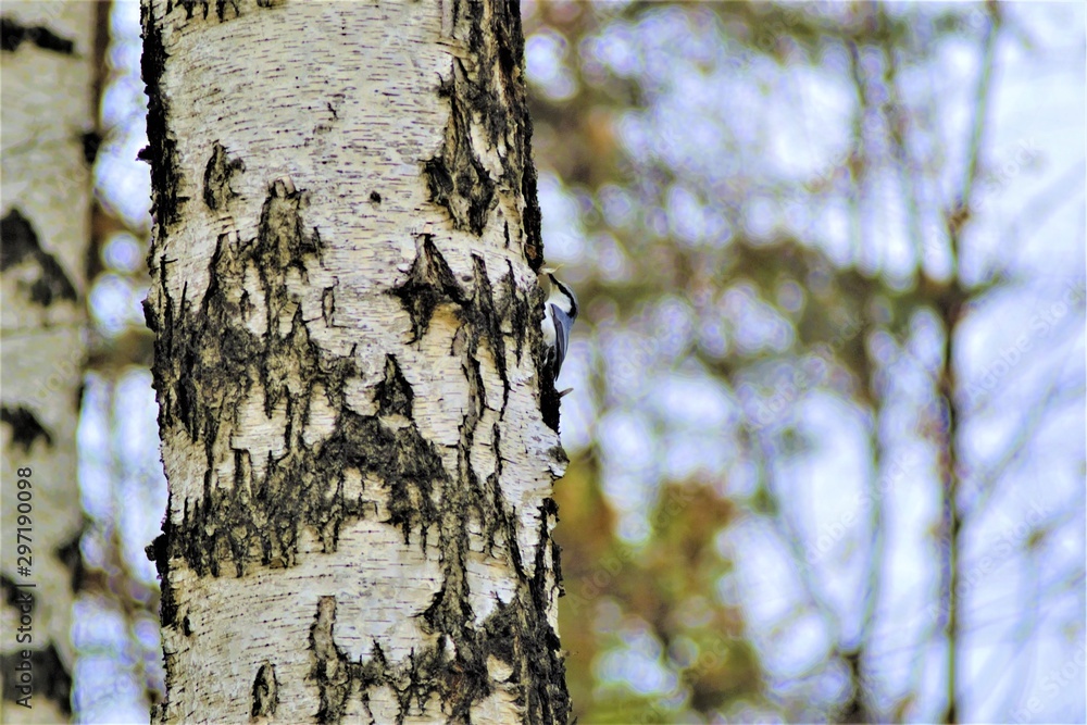 Fototapeta premium little blue bird on a birch trunk, mimicry