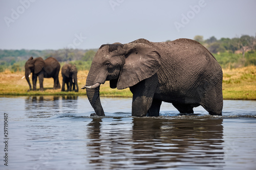 Elephant  Loxodonta africana walks the river.