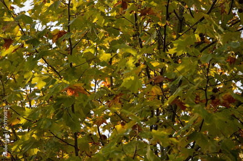 Folhas da Árvores no Outono