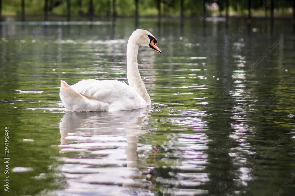 swan swan