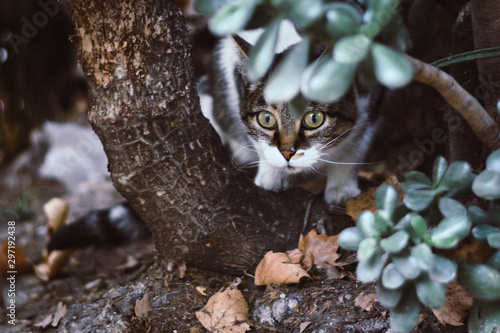 cat