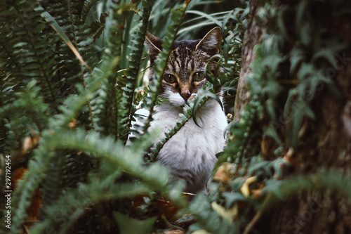 cat
