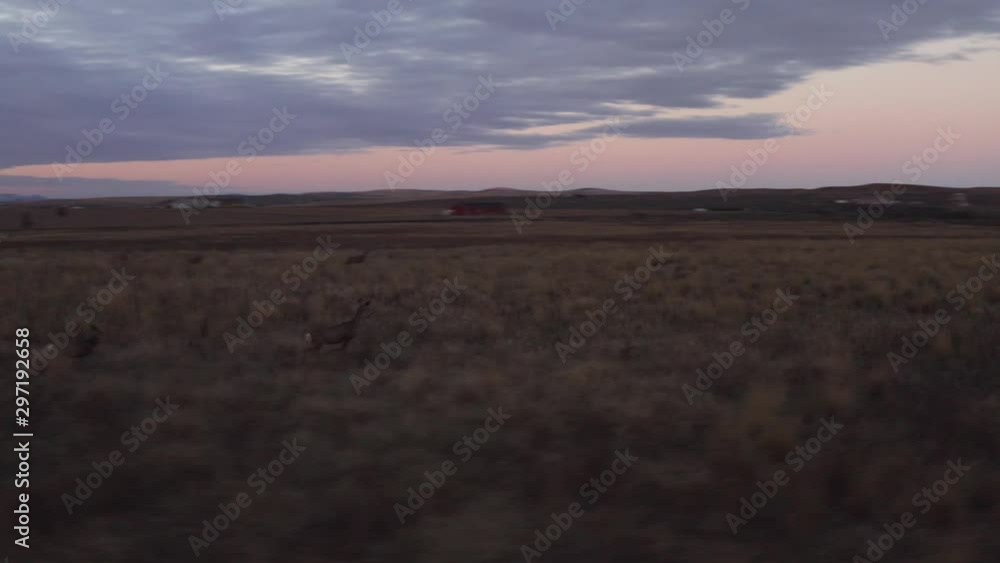 Deer running in field, travel around USA on RV, American lands on sunset Deer running in field, travel around USA on RV, American lands on sunset
