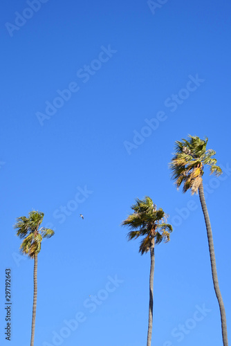 palm trees