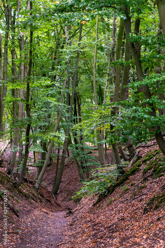 Old trench in forest in Gelderland Old trench in forest in Gelderland