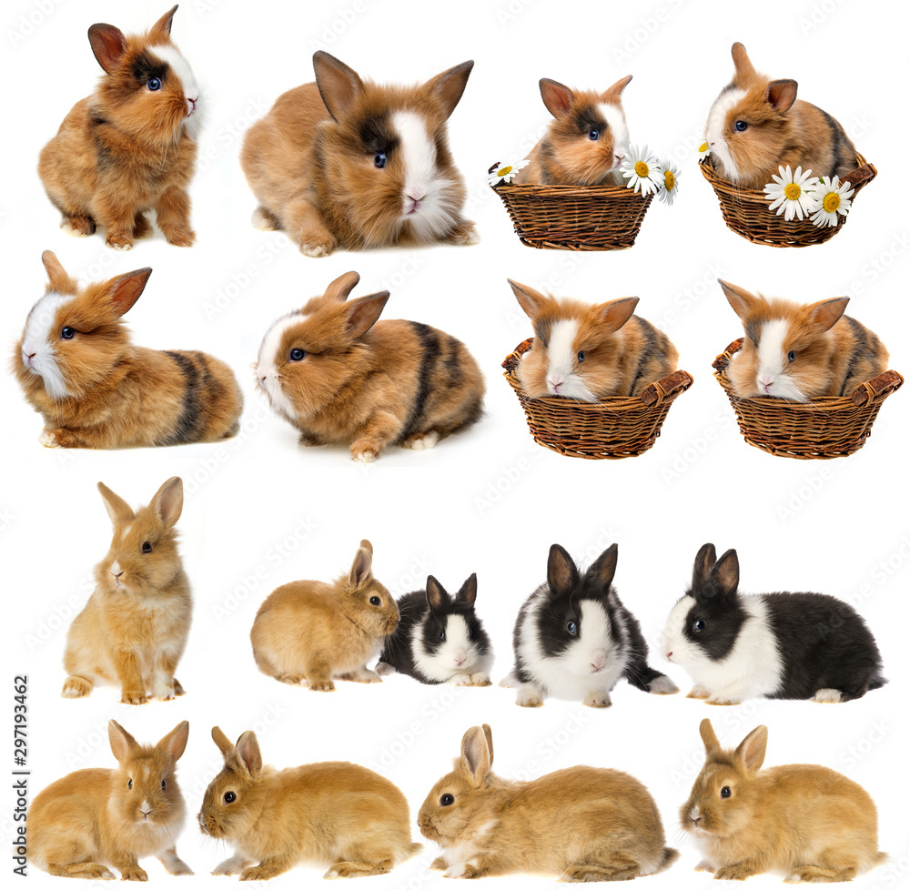 Fototapeta premium rabbits - set , collection