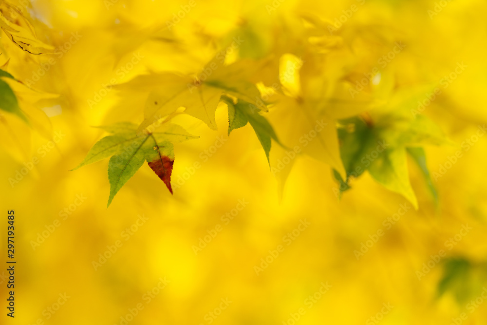 黄色の紅葉