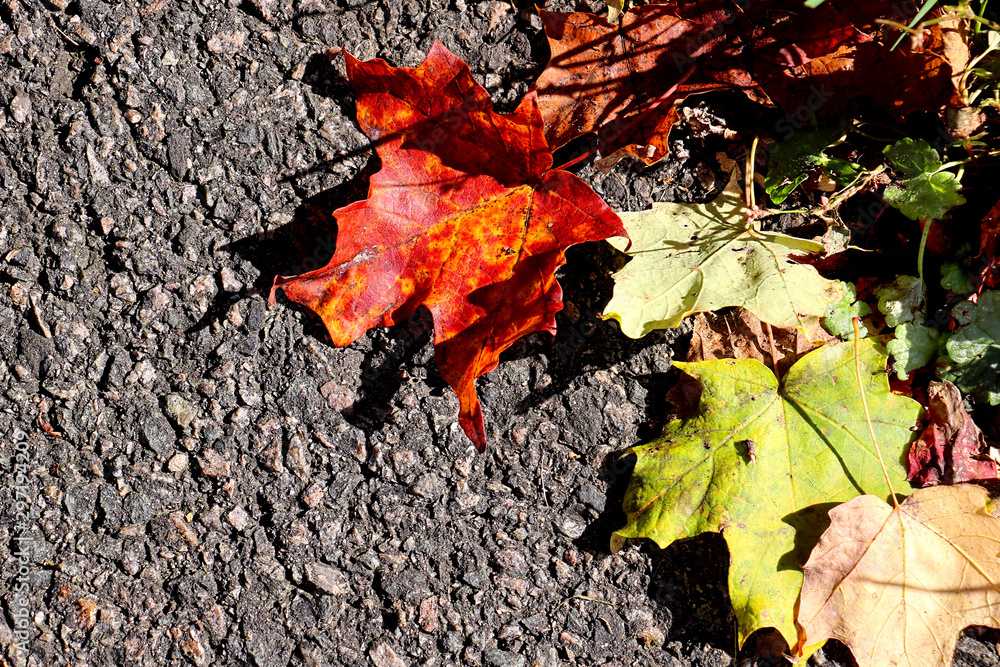 Bright orange and yellow autumn leaves are on a gray pavement Bright orange and yellow autumn leaves are on a gray pavement